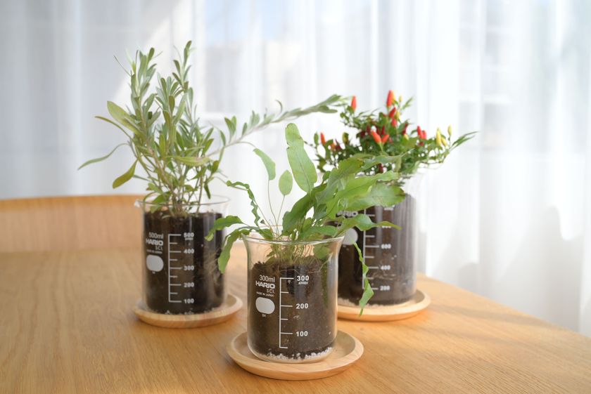 実験用ビーカーが植物用の鉢に!「ビーカーの穴あき鉢」新発売