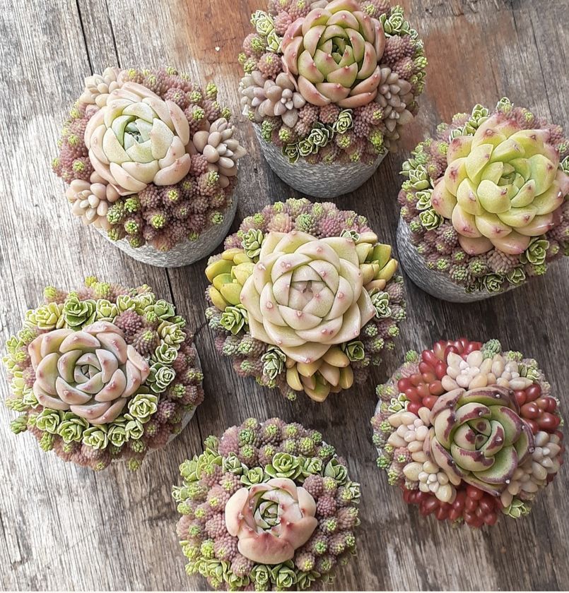 多肉植物寄せ植えスクール succulent arrangement amt 京都から東京に拠点を移し活動開始!