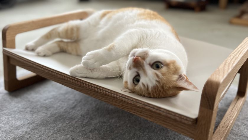 猫がくつろぎやすい形状のシンプルな木製 ネコベッドが登場!7月30日まで「Makuake」にて先行予約販売を実施