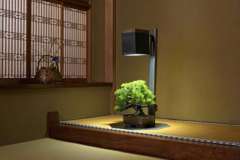 室内で盆栽を楽しむ新時代へ 特許取得の『サイリウムスタンドライト』新発売