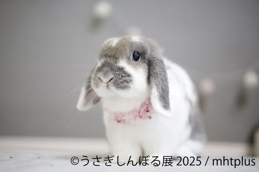 ＼祝9周年／“うさぎの魅力”が詰まった作品展示＆限定グッズ、さらにワークショップまで！「うさぎしんぼる展 2025」9月19日(金)～10月13日(月・祝日) 東京にて開催