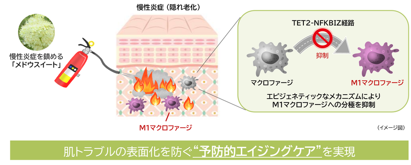 “隠れ老化”である慢性炎症の鎮静に植物でアプローチ(1)