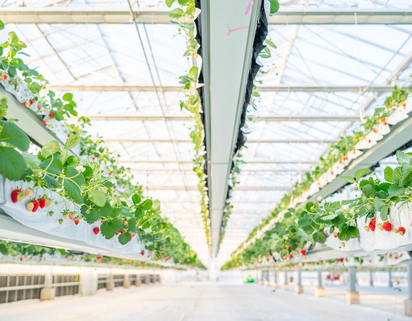 「the BERRY YOKOHAMA」が12月13日より　今シーズンのいちご狩りを開始！　昨季11,448名来場の人気いちご狩り、年末年始も特別営業