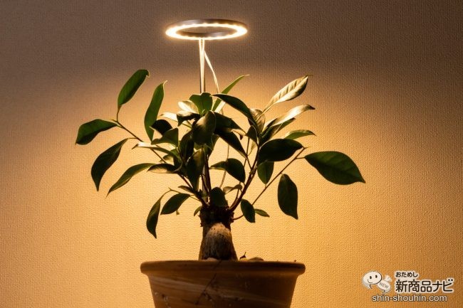 暗い部屋でも観葉植物を育てたい！ 植物育成用LEDライト『オロハライト』ならインテリアとしても楽しめる！