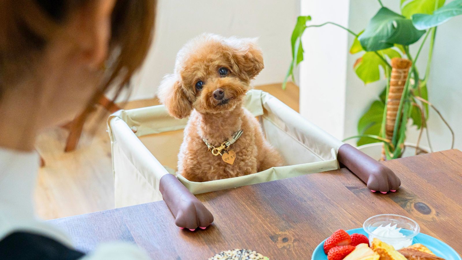 「ペットは家族」でも“犬の席”がない―。『愛犬が席に座る体験会』を開催【大阪】