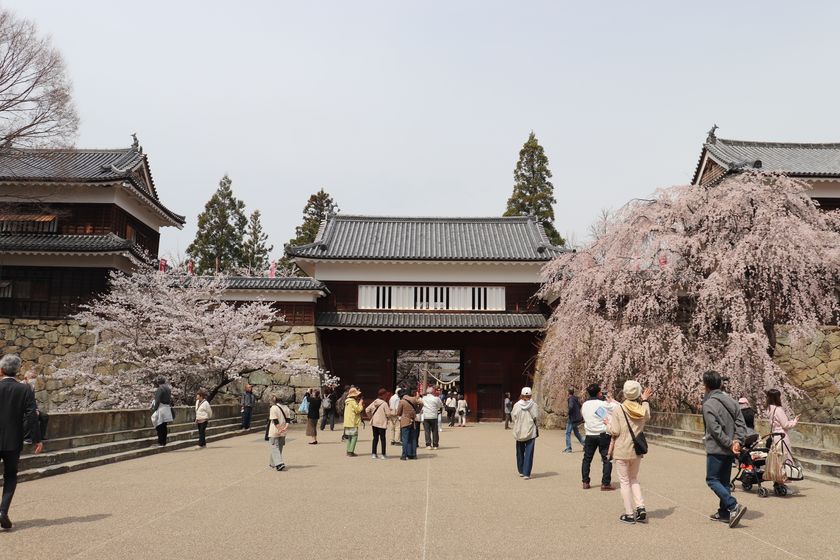 春爛漫！約1,000本の桜が咲き誇る　第23回上田城千本桜まつり　4月4日(土)～12日(日)に開催！！