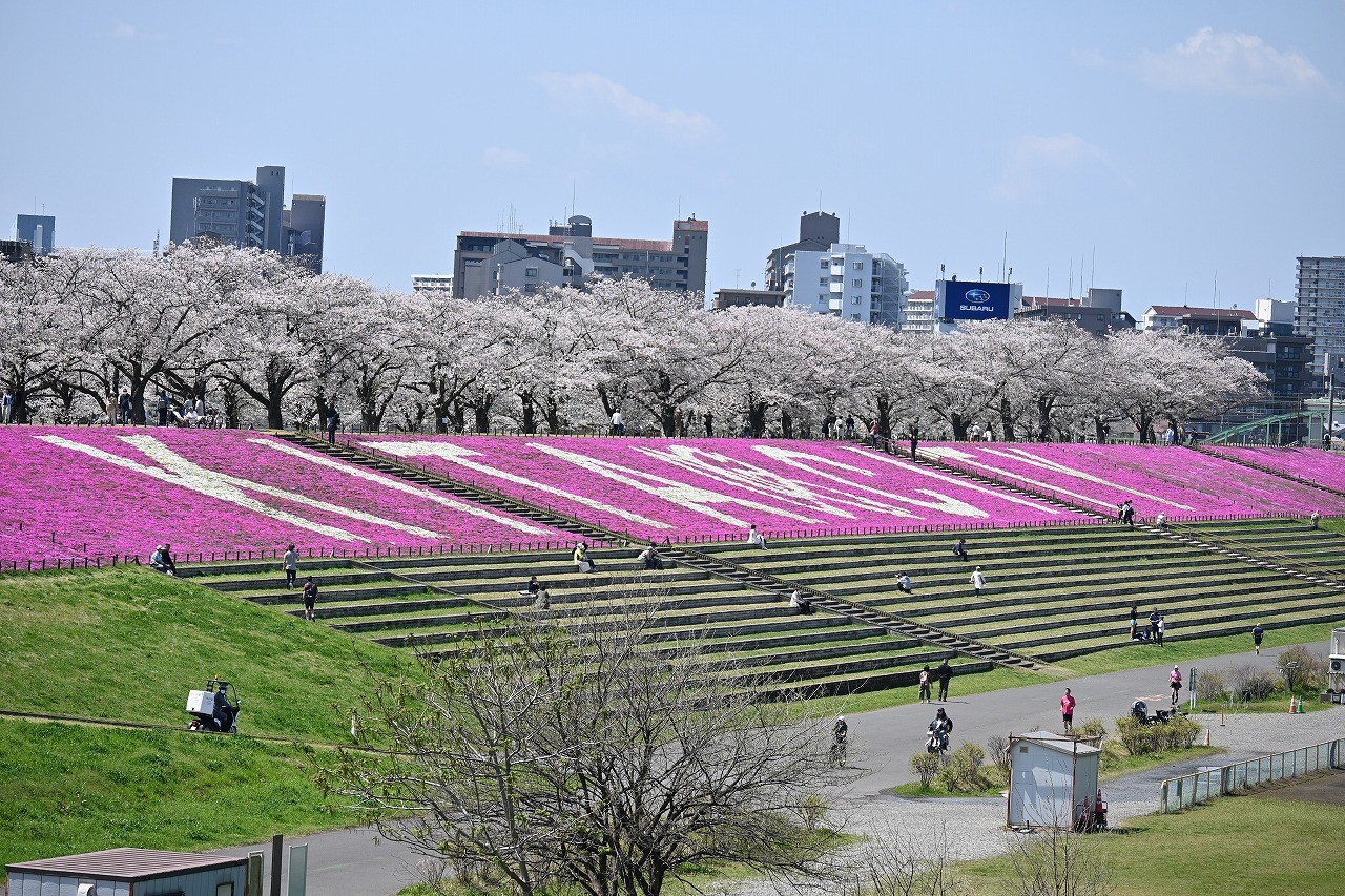 芝桜が華やかに北の玄関口を彩る