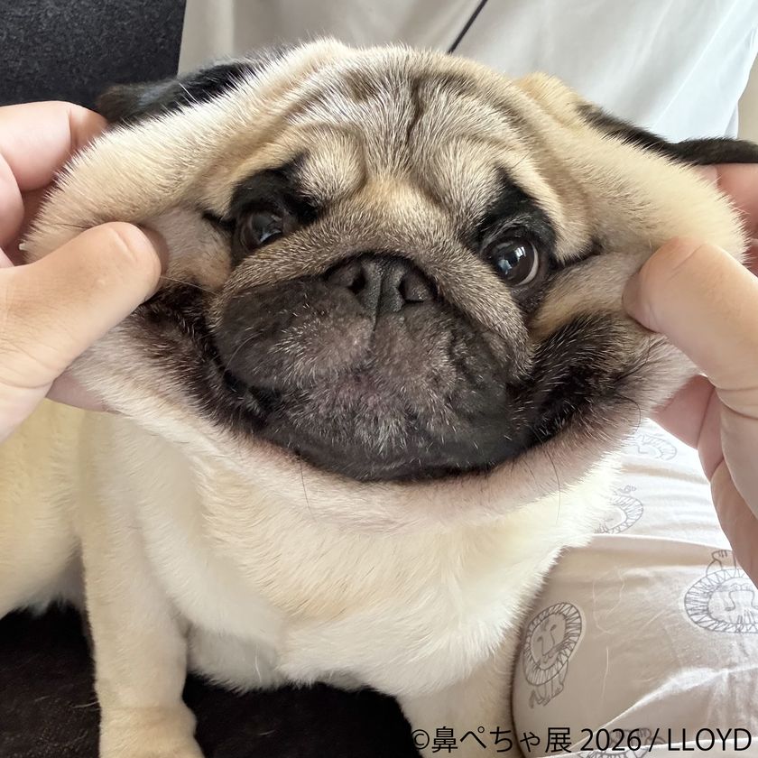 ぶひ可愛い♪パグ・シーズーなど「鼻ぺちゃ犬」作品が名古屋に集結「鼻ぺちゃ展2026」5/2(土)～開催！会場限定グッズも多数展開