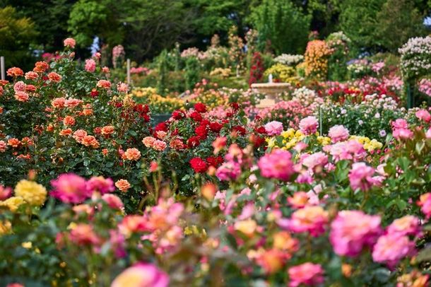 初夏のお出かけはここに決まり！5～6月にバラが見頃を迎える「ちばローズ・ガーデン・ロード」の最新イベント情報を公開