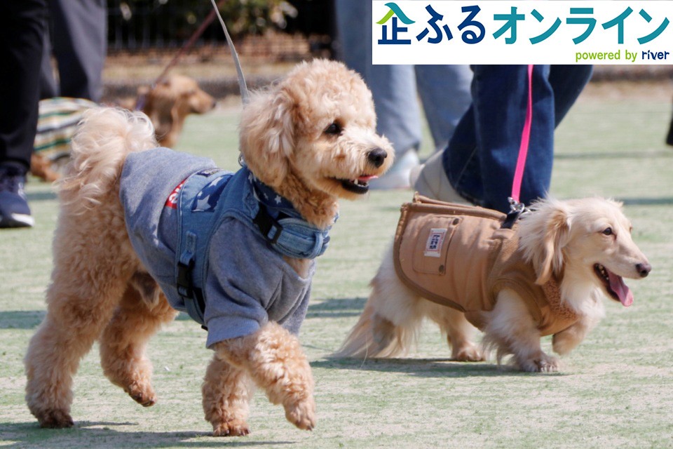 愛媛県伊予市のまちづくりを企業の力で支援！企業版ふるさと納税「企ふるオンライン」で寄附受付を開始