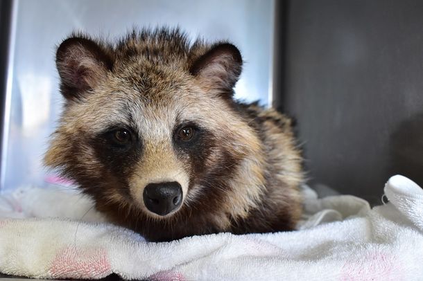 傷ついた野生動物たちを救う！傷病野生動物保護センターの施設拡充に向けクラウドファンディングをREADYFORにて6/1に開始