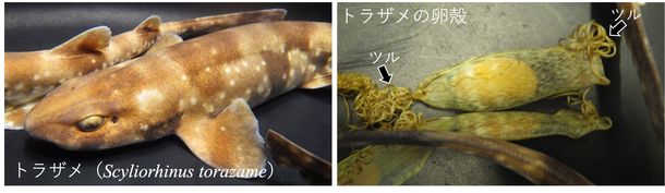 トラザメの産卵周期におけるホルモン制御の一端を解明　―「人魚の財布」の作り方：その最初の1ページ―