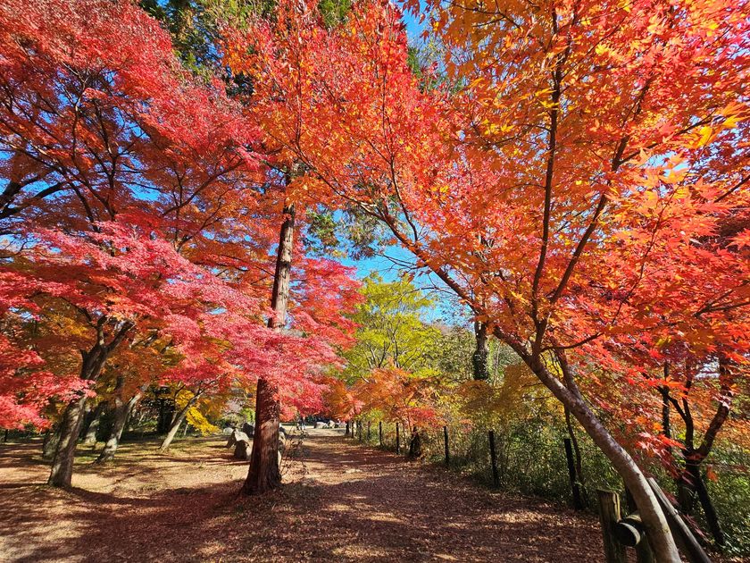 色づく渓谷で秋を味わう、埼玉県嵐山町「嵐山渓谷紅葉まつり」イベントDay　11月28日、29日に開催