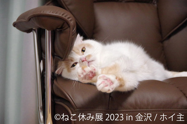 2年ぶり金沢上陸！大人気の“猫の祭典”は金沢オリジナル作品や限定グッズも盛りだくさん♪「ねこ休み展」8月15日(火)～開催