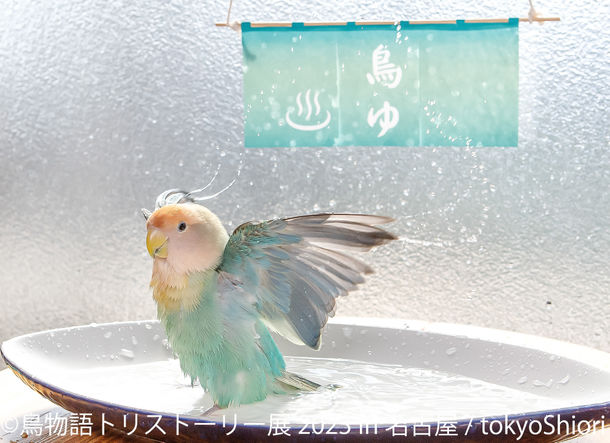 2年ぶり名古屋上陸！インコや文鳥…鳥たちの“一瞬の美しさ”が見られる「鳥物語トリストーリー展 2023」9/2(土)～開催！新作展示＆限定グッズも盛りだくさん