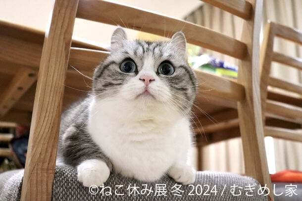 新たなスター猫登場！2024年“ねこまみれ”の空間で新年スタート　「ねこ休み展」冬の本祭が1/26(金)～2/25(日)東京で開催！新作展示や猫の日イベント、ねこ×スイーツコラボグッズ販売を実施