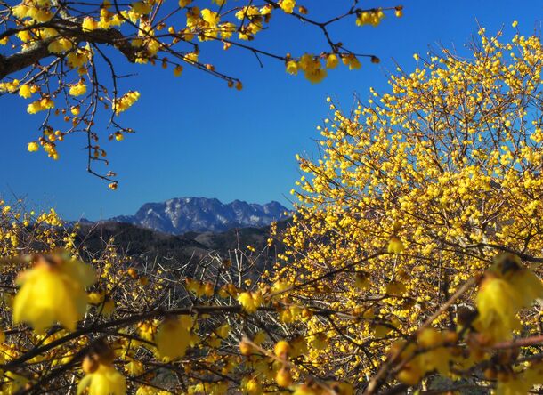 ロウバイの名所「長瀞宝登山臘梅園(ろうばいえん)」が2月に見頃　「イチローズモルト長瀞茶室BAR」も期間限定で営業