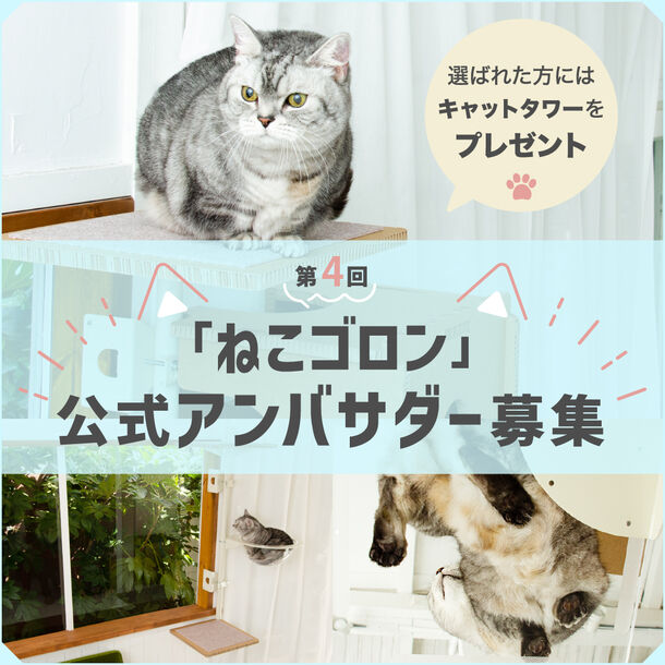 窓枠につけるキャットタワー『ねこゴロン』Instagramにて第4回公式アンバサダーを3月22日から3月31日まで募集！