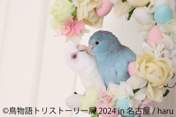 幻の鳥から野鳥まで “一瞬の美しさ”を集めた展示会「鳥物語トリストーリー展 2024」を4/27(土)～ 名古屋で開催！～会場限定・新作のハンドメイドグッズも登場～