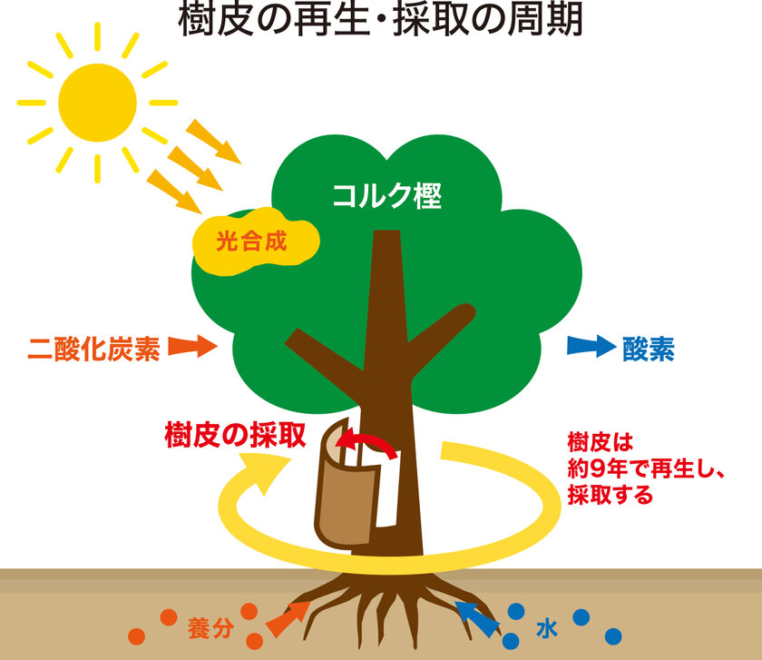 SDGsやサステナブルな製品を求める皆様に今お奨めする天然素材、“コルク”でつくる日用雑貨のご紹介です。「東京くらしのフェスティバル2024」に出展　2024年11月7日、8日開催