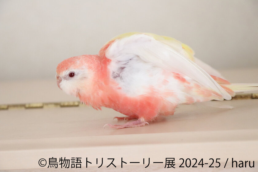 3年ぶり！冬の東京に華麗な鳥たちが舞い降りる♪過去最大規模の作品展「鳥物語トリストーリー展」12/28(土)～東京にて開催