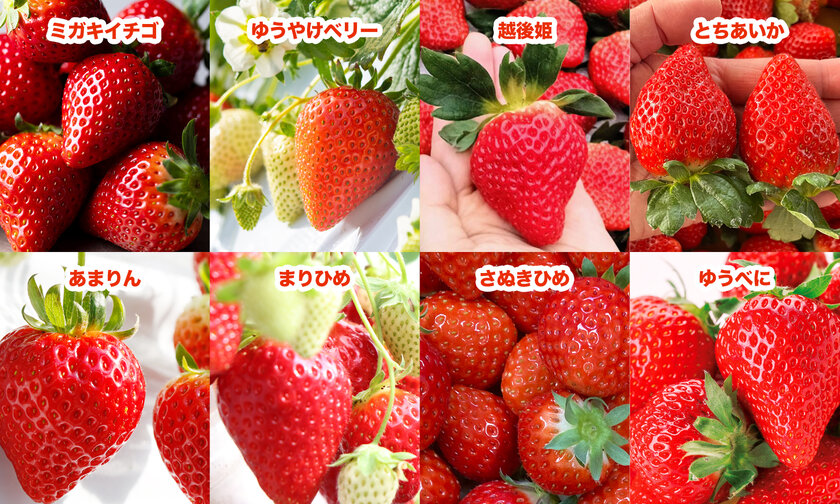 192人限定！“全国8種のいちごを食べ比べ”を楽しめるイベントが2/20(木)Yokohama Strawberry Festivalで開催決定！