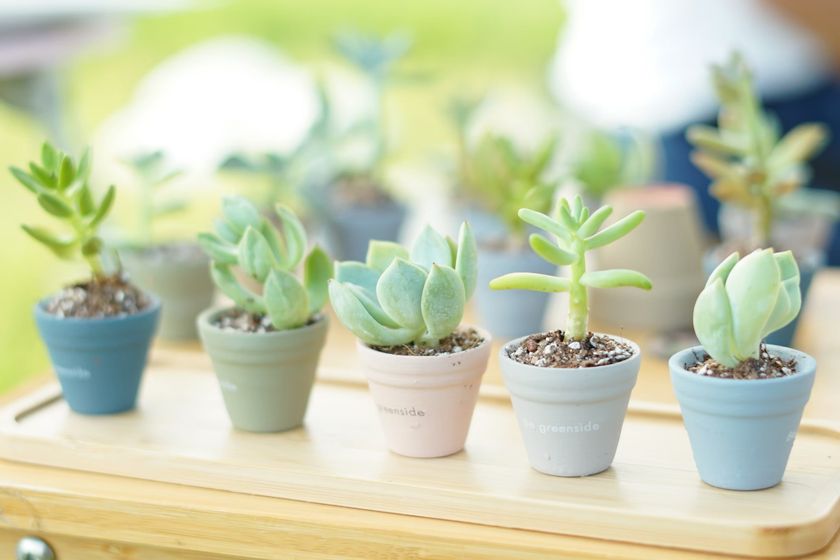 観葉植物やナチュラル雑貨・ヴィーガンスイーツを取り扱うBe greenside グリーンウェルネスを提案するお店が埼玉に4月12日オープン
