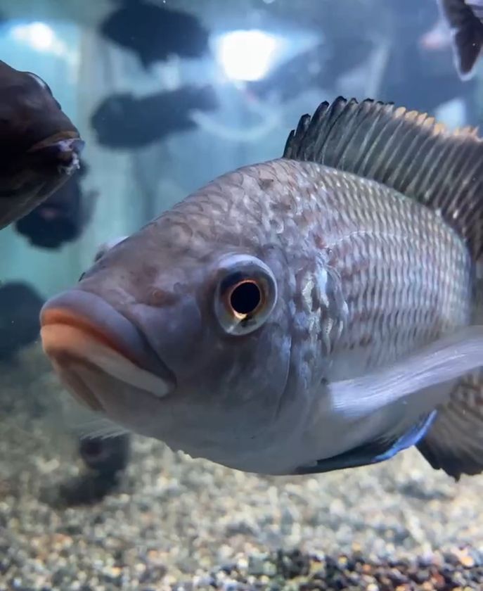 カンボジア養殖魚「ティラピア」を食べよう!「カンボジアフェスティバル2025」にてティラピアブリトーを提供