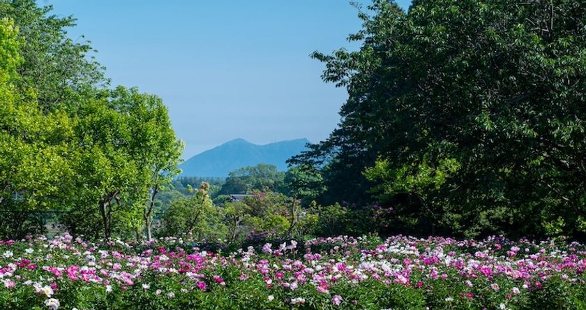 芍薬が彩る春の庭「つくば牡丹園」、いよいよクライマックスへ 水面に浮かぶ「芍薬の花筏(はないかだ)」今年も登場